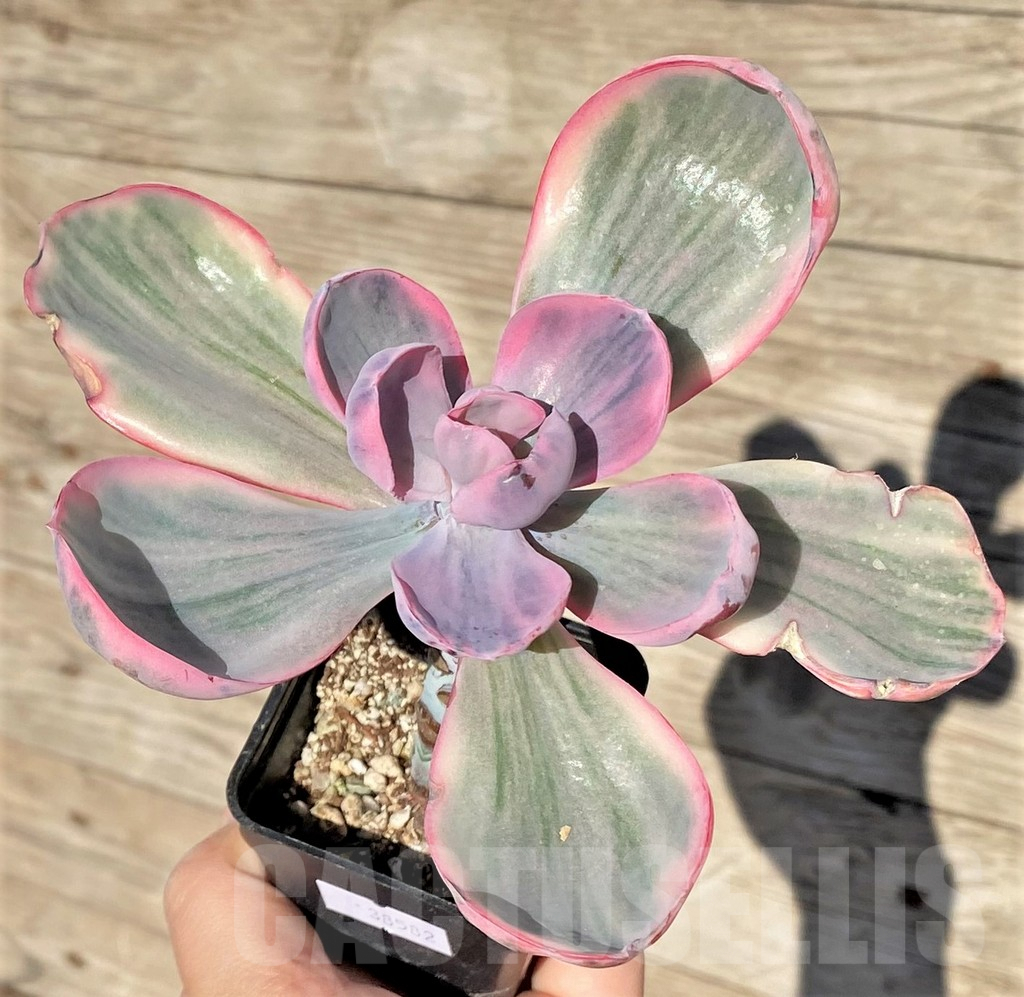 SHPR38582 Echeveria 'Pink Angel'