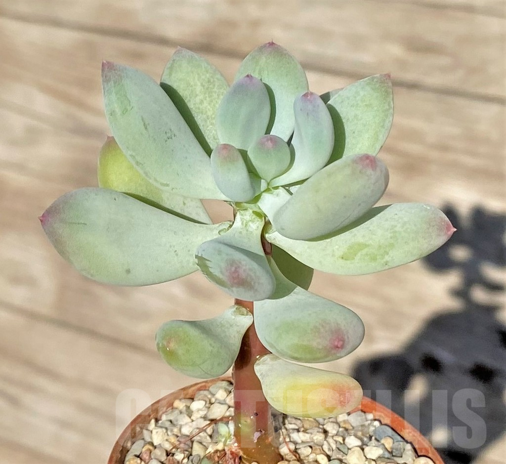 SHPR38583 Pachyphytum 'Dr Cornelius' - 画像 (2)