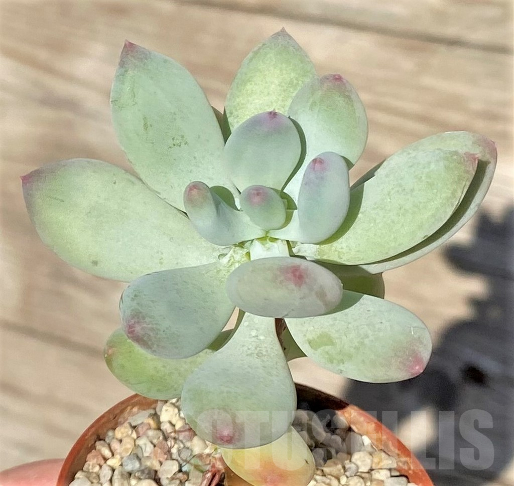 SHPR38583 Pachyphytum 'Dr Cornelius'
