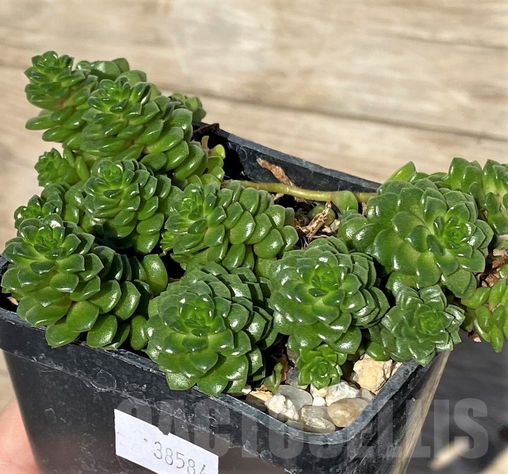 SHPR38584 Cremnosedum 'Little Gem' - 画像 (2)