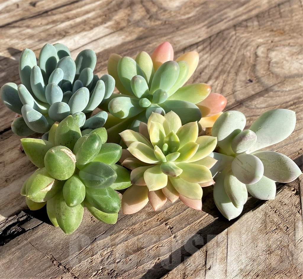 SHPR38592 Succulents mix, cuted