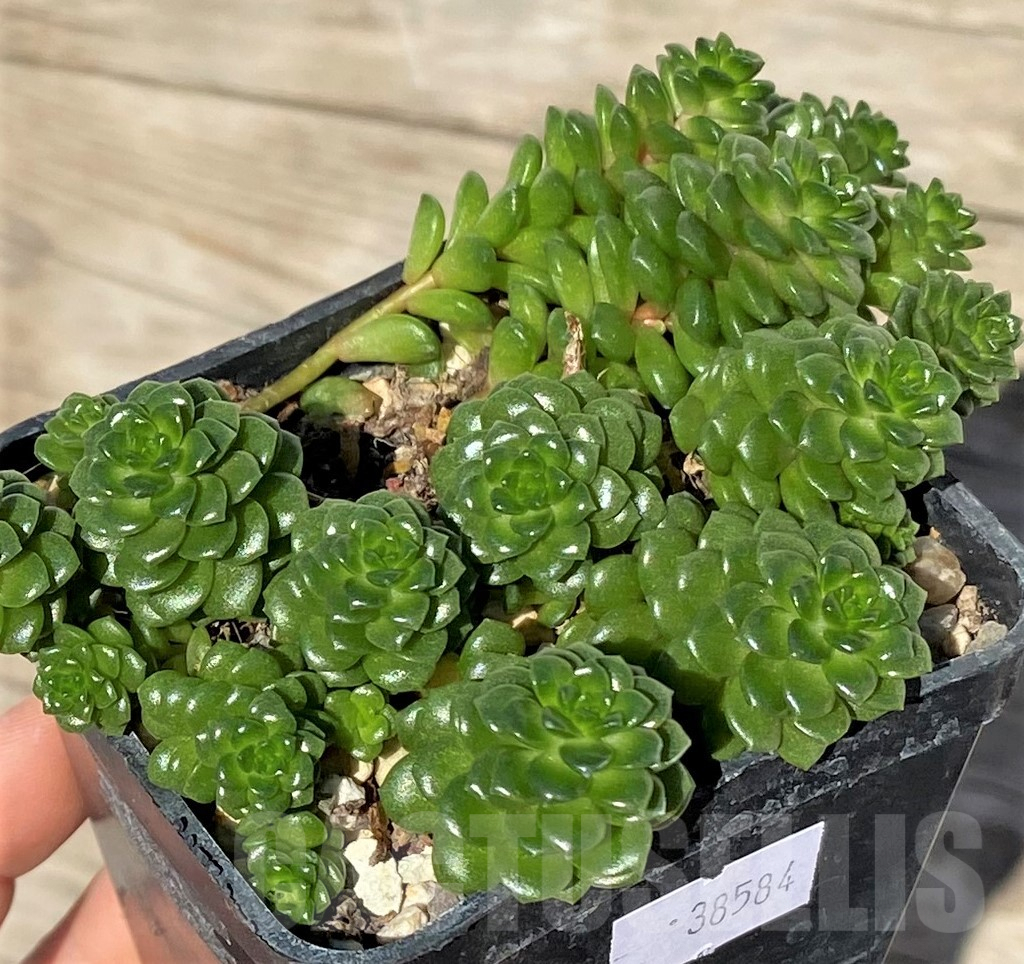 SHPR38584 Cremnosedum 'Little Gem'