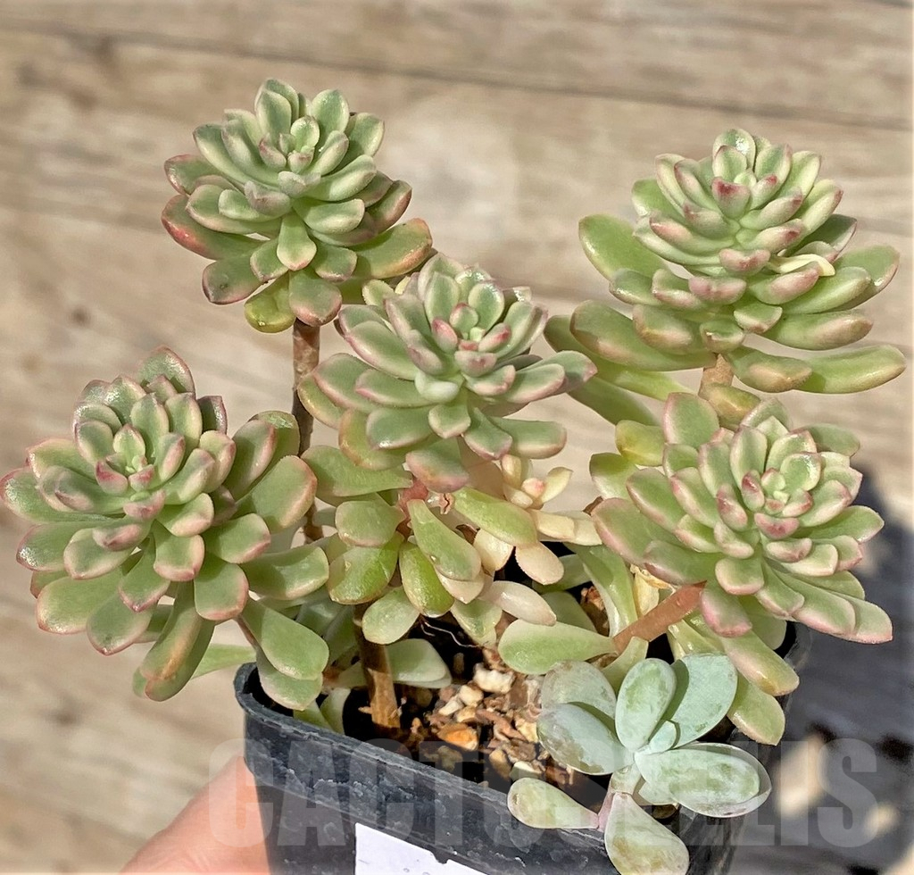 SHPR38585 Sedum ‘Joyce Tulloch’ f. variegata - 画像 (2)