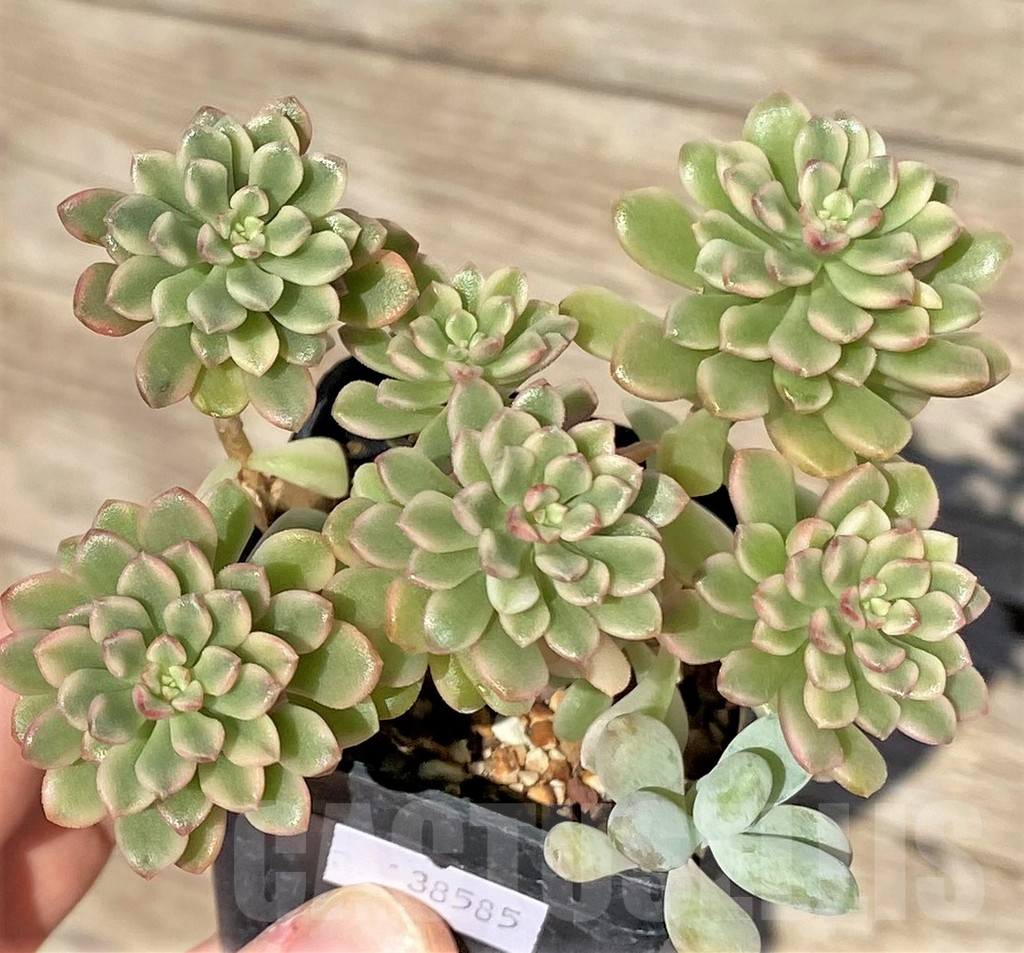 SHPR38585 Sedum ‘Joyce Tulloch’ f. variegata