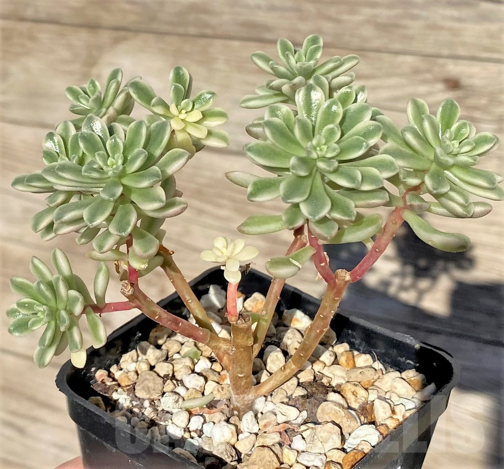 SHPR38586 Sedum ‘Joyce Tulloch’ f. variegata – Image 2