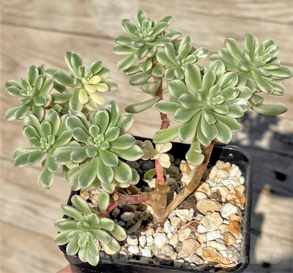 SHPR38586 Sedum ‘Joyce Tulloch’ f. variegata