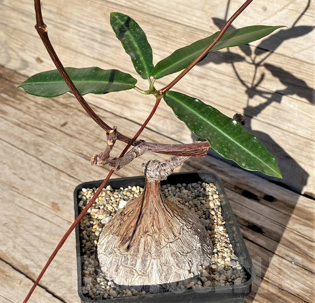 SHPR38593 Petopentia natalensis