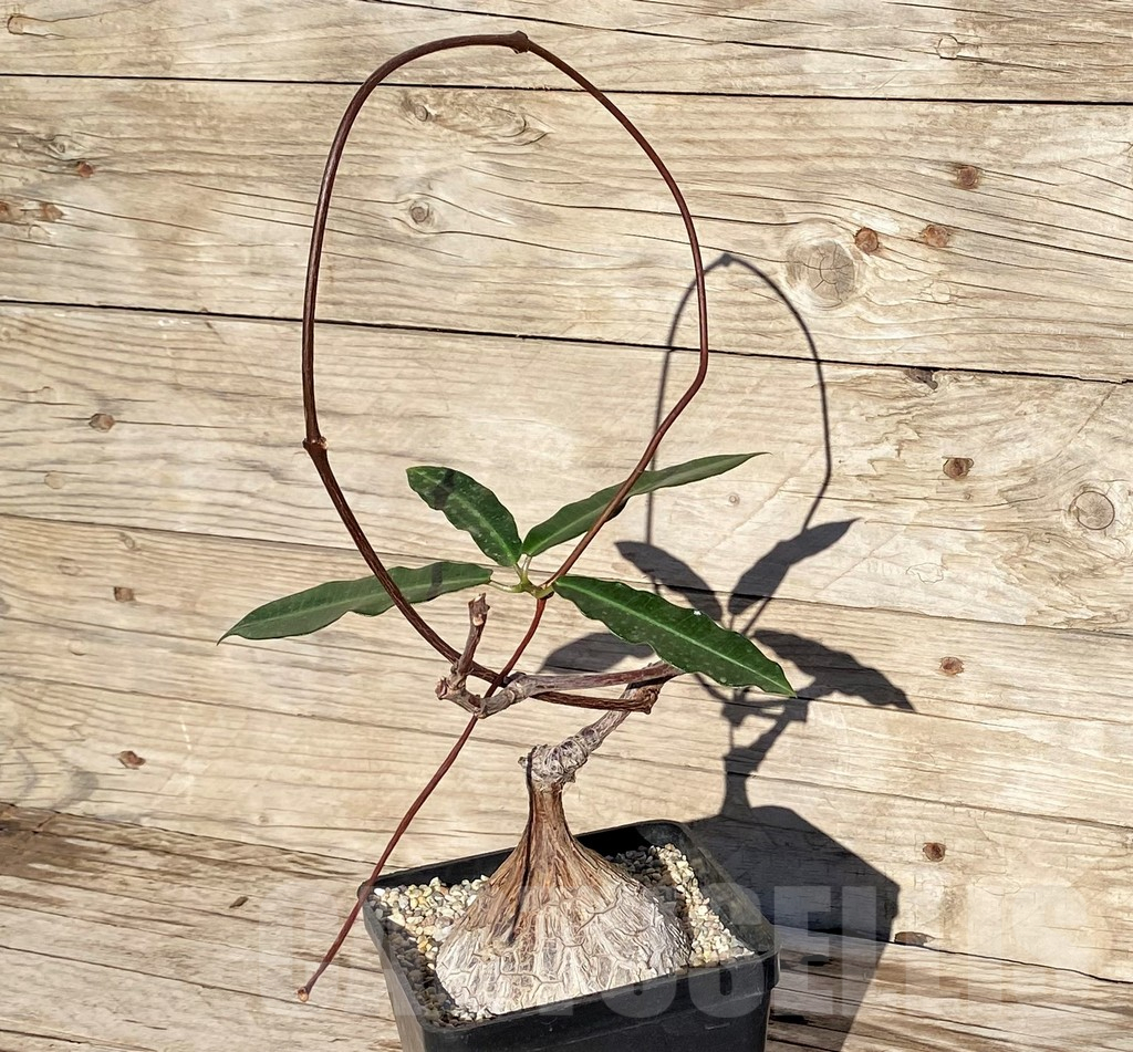 SHPR38593 Petopentia natalensis – Image 2