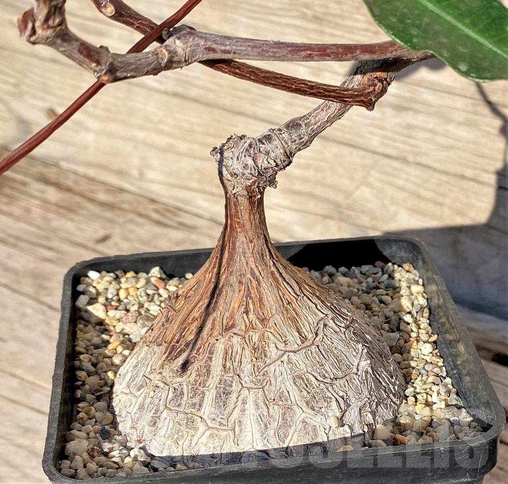 SHPR38593 Petopentia natalensis – Image 3