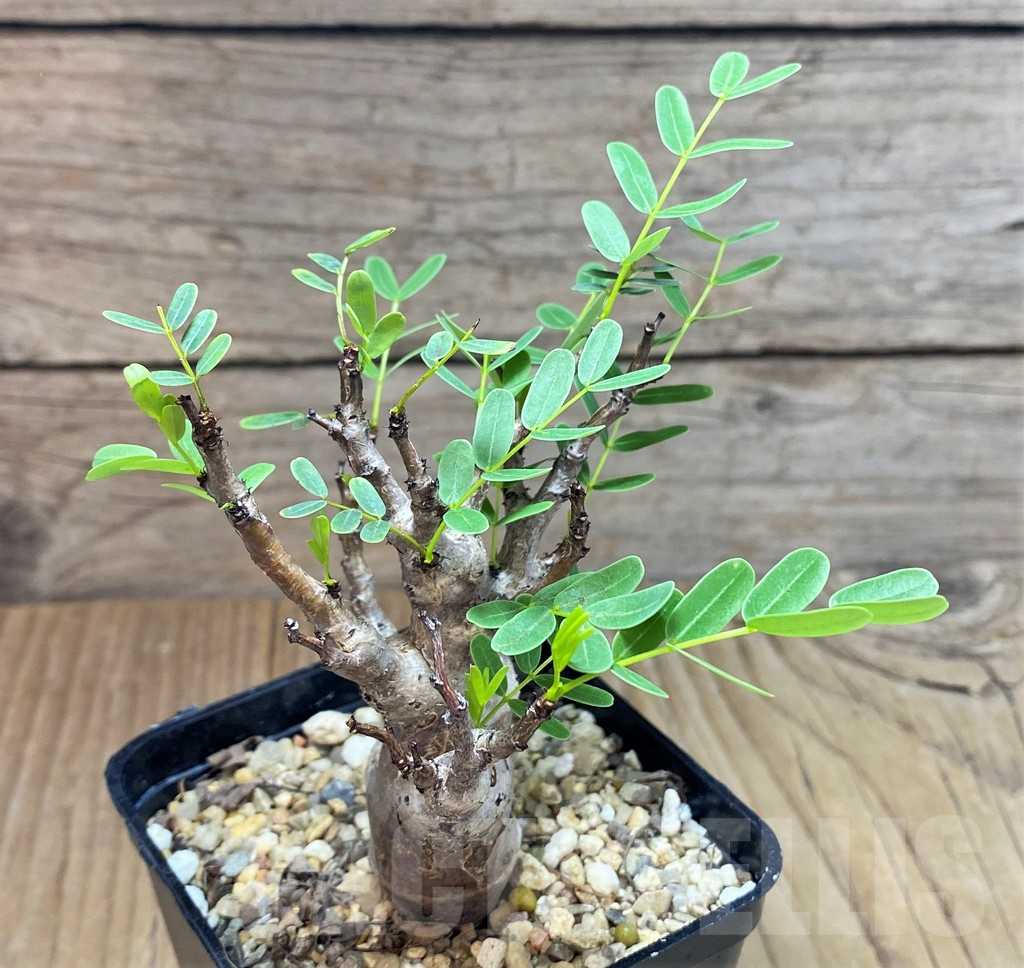 SHPR38594 Senna meridionalis - Image 2