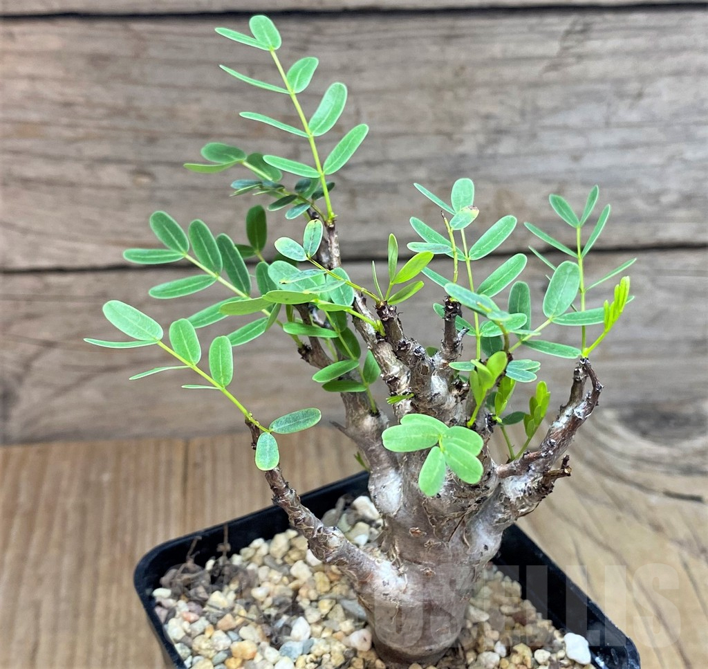 SHPR38594 Senna meridionalis