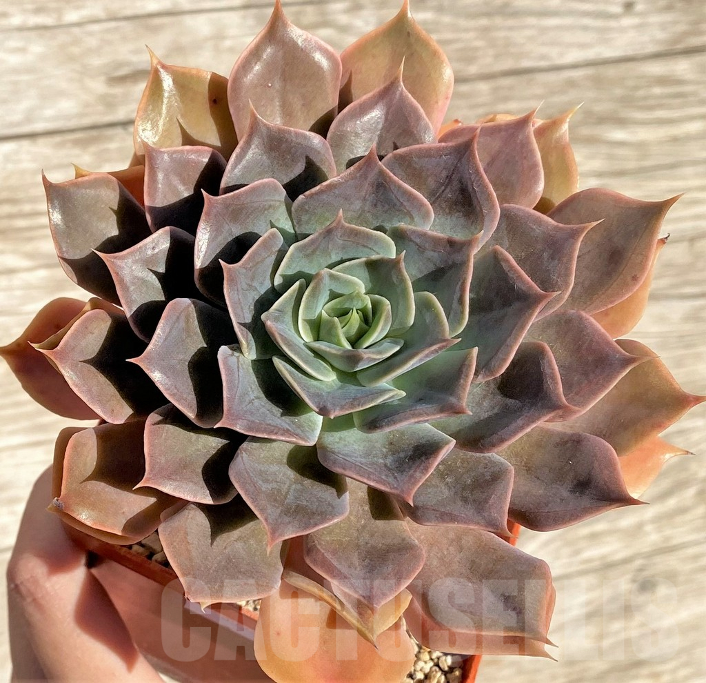 SHPR38552 Echeveria 'Rob Roy'