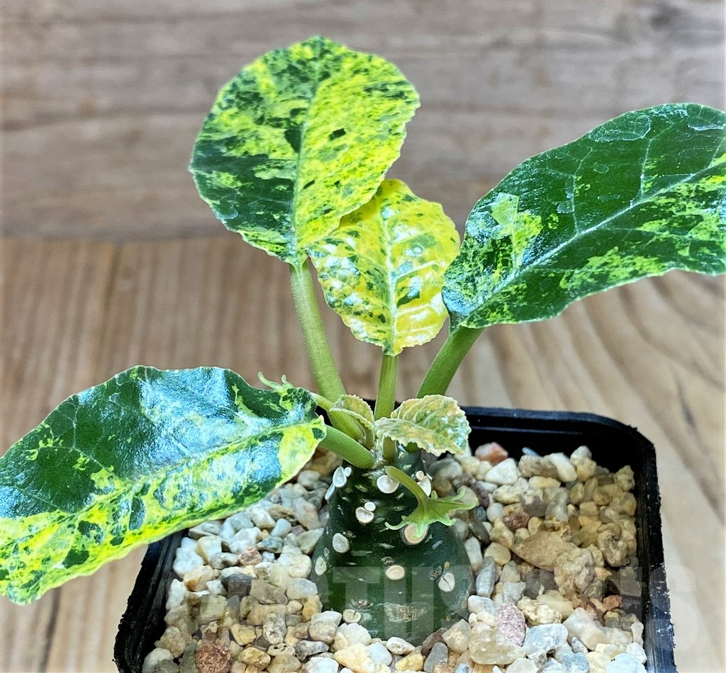 SHPR38597 Dorstenia foetida f. variegata