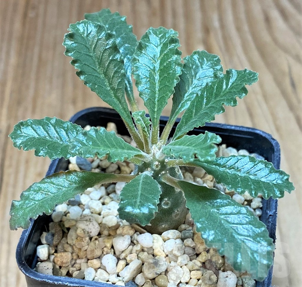 SHPR38598 Dorstenia lavrani - Image 2