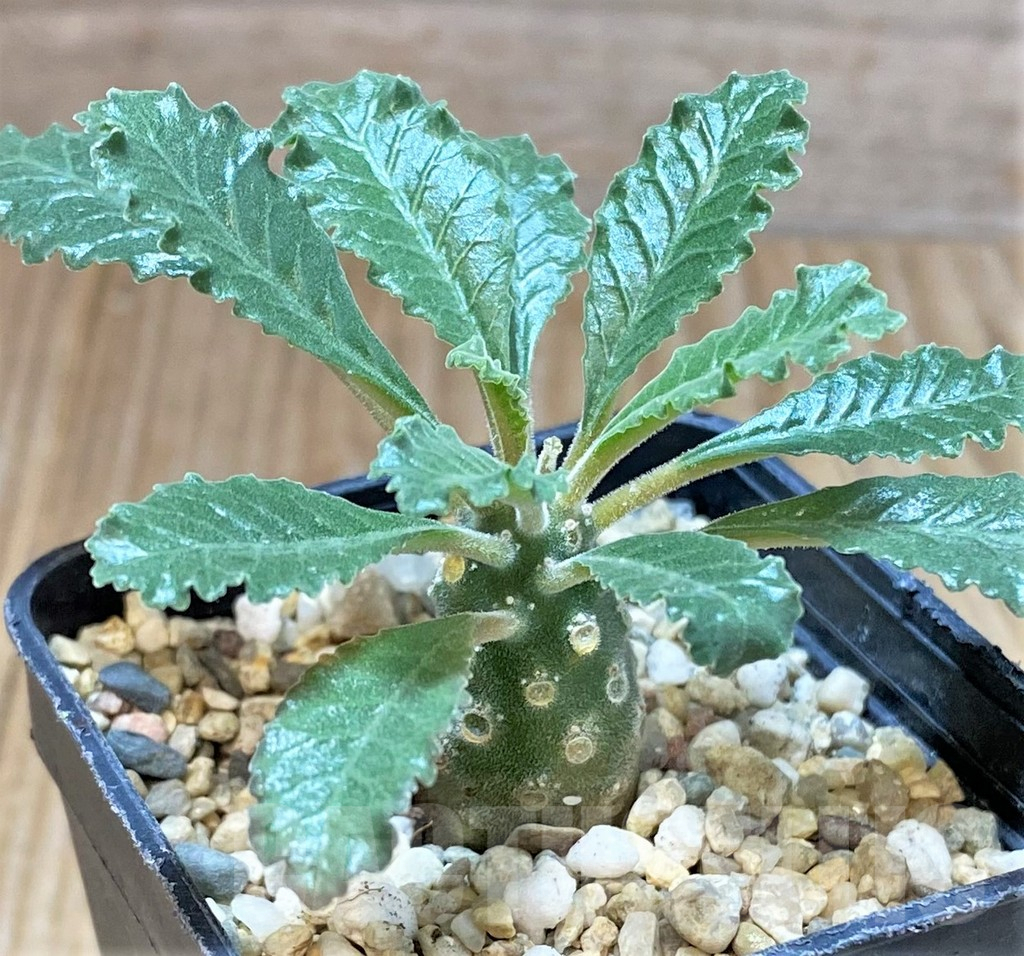 SHPR38598 Dorstenia lavrani