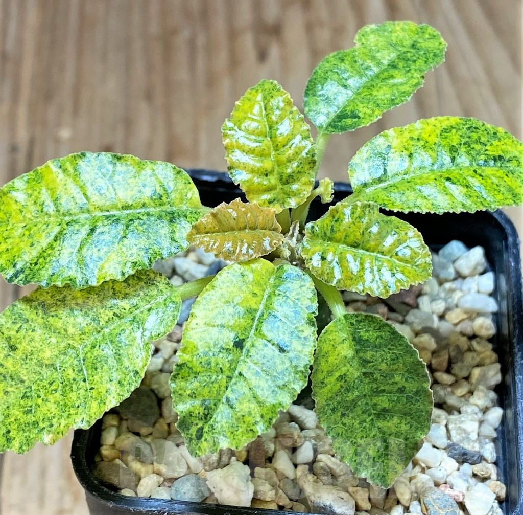SHPR38599 Dorstenia hybrid f. variegata