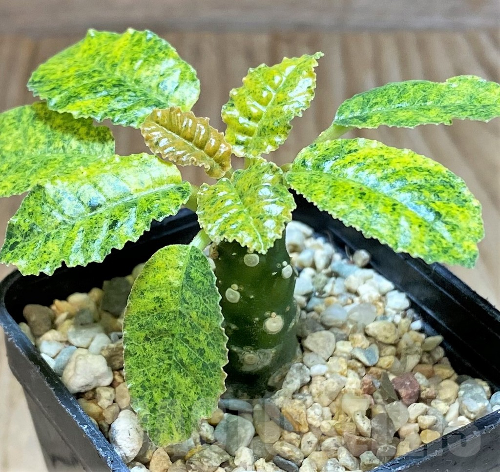SHPR38599 Dorstenia hybrid f. variegata - Image 2