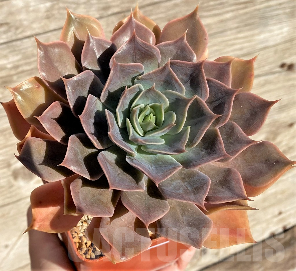 SHPR38552 Echeveria 'Rob Roy' - 画像 (2)