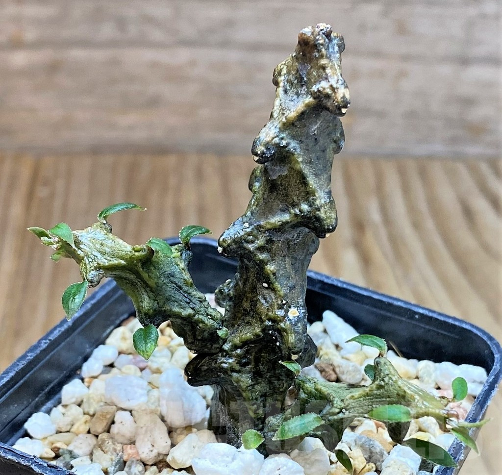 SHPR38600 Ceropegia armandii - immagine 2