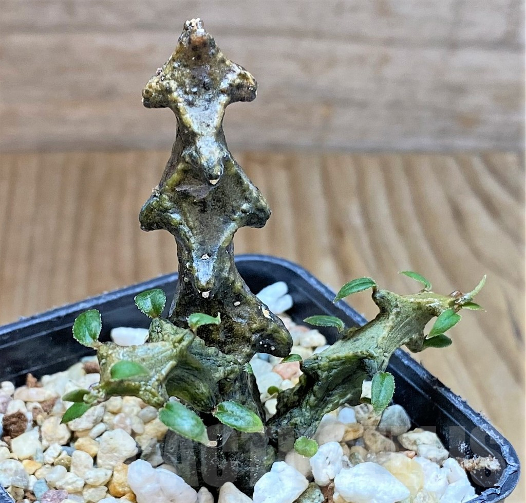 SHPR38600 Ceropegia armandii