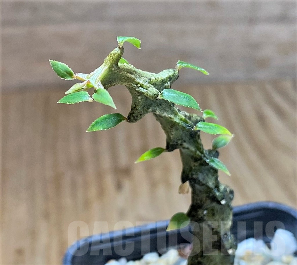 SHPR38601 Ceropegia armandii