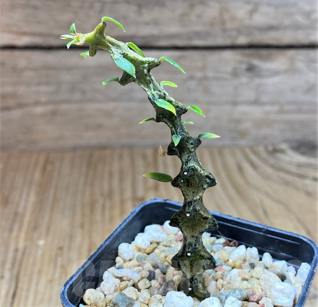 SHPR38601 Ceropegia armandii - immagine 2