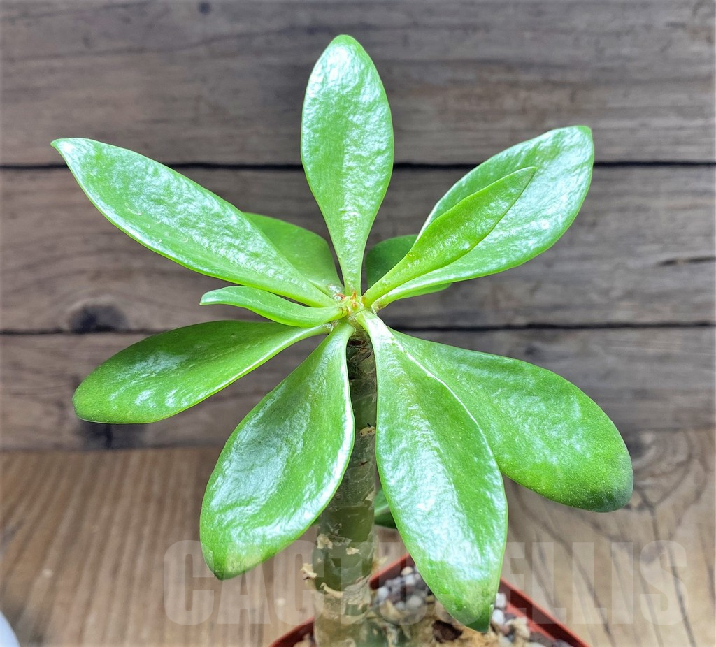 SHPR38602 Tylecodon paniculatus