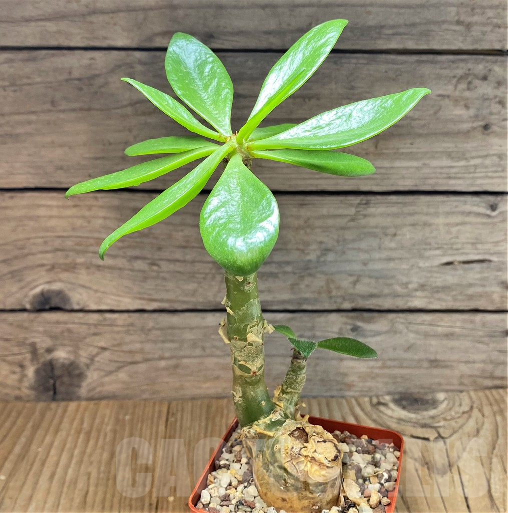 SHPR38602 Tylecodon paniculatus - Obrázek 2