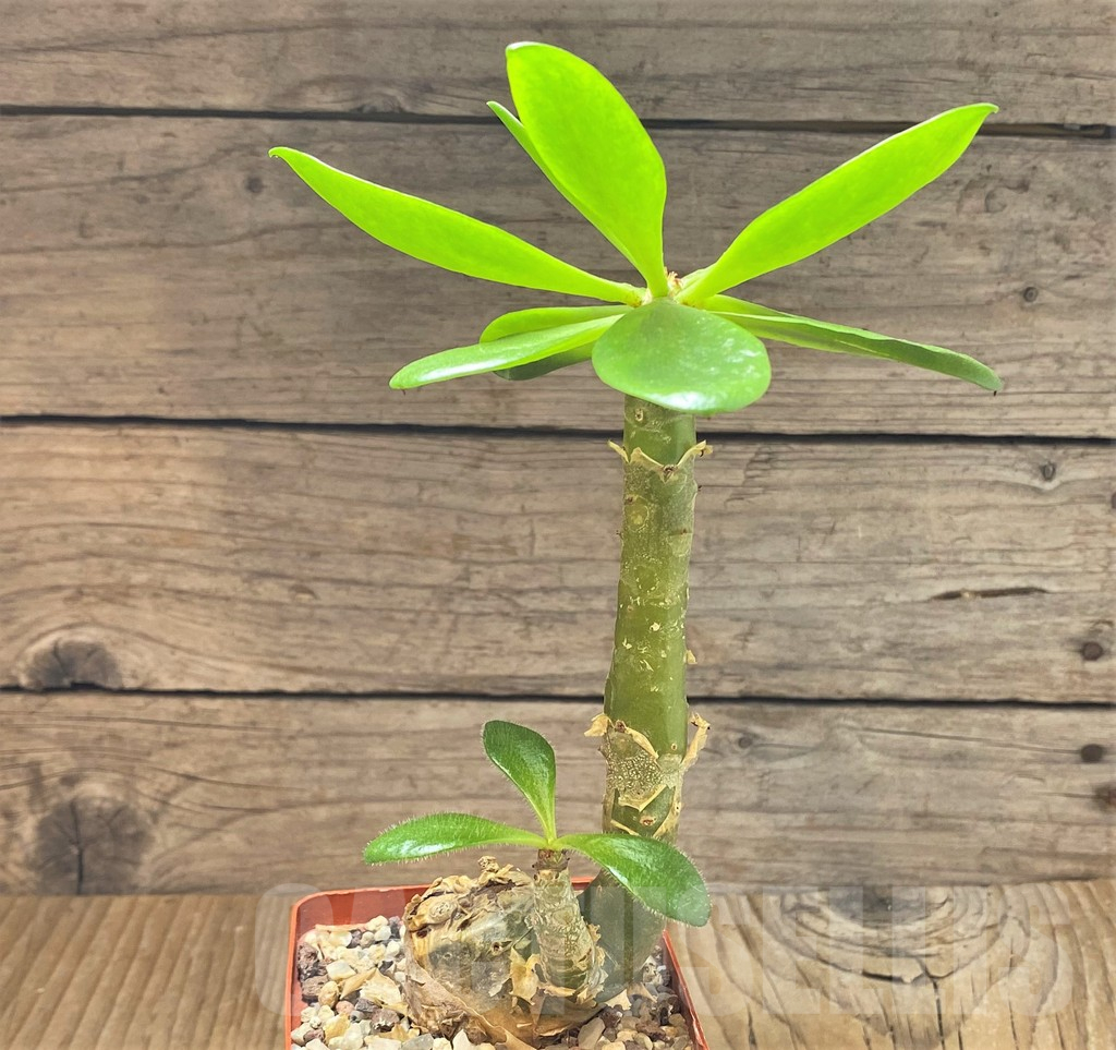 SHPR38602 Tylecodon paniculatus - Obrázek 3