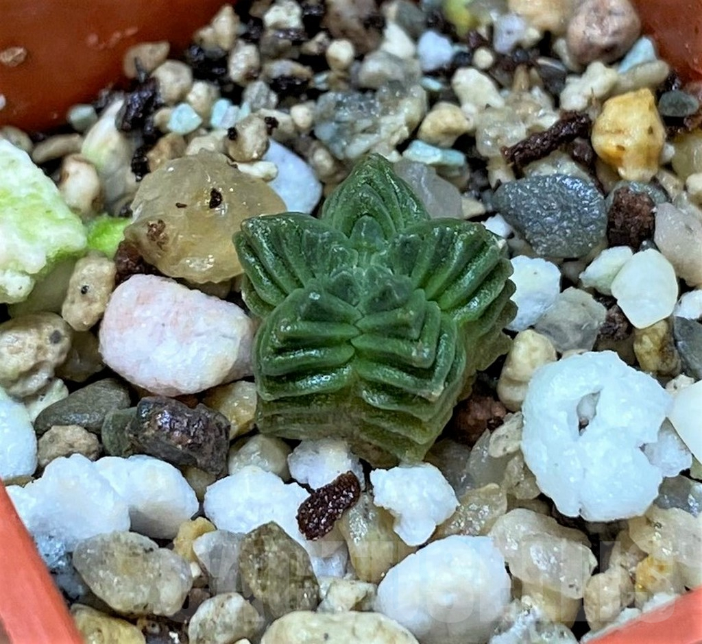 SHPR38603 Aztekium valdezii VM1040