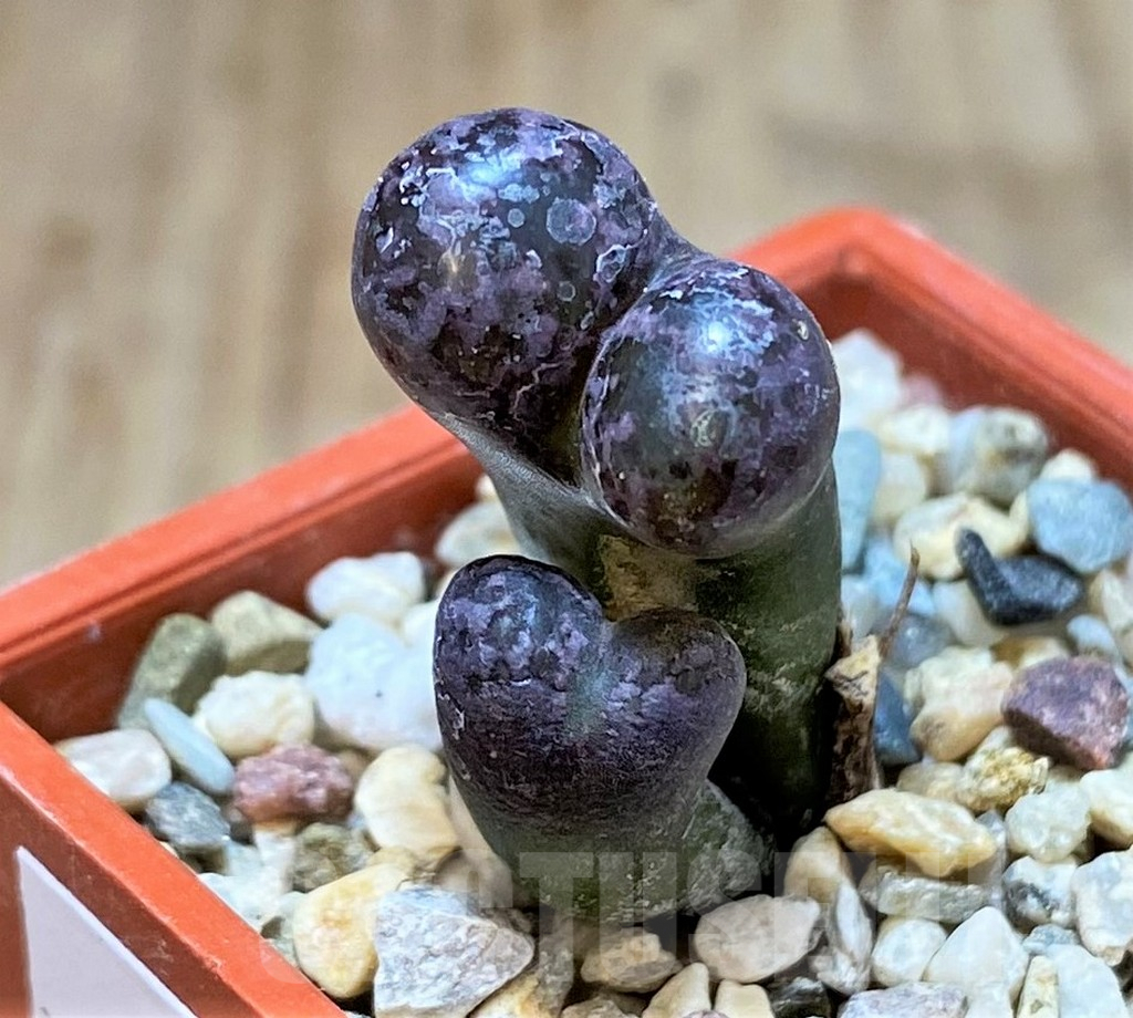 SHPR38604 Conophytum ‘Makin’s Plum’