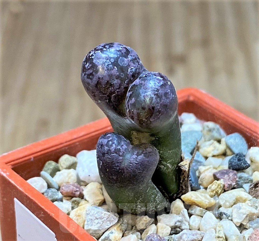 SHPR38604 Conophytum ‘Makin’s Plum’ - Obrázek 2