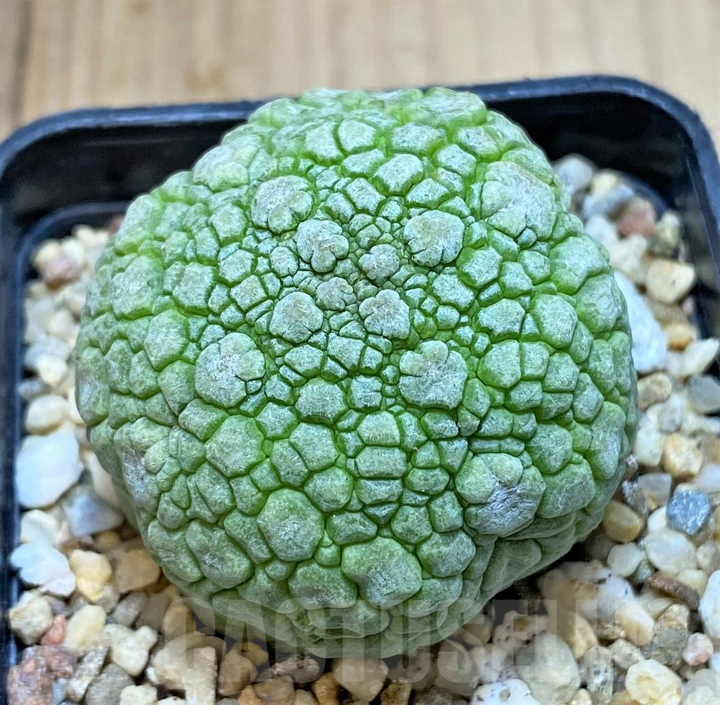 SHPR38606 Pseudolithos migiurtinus