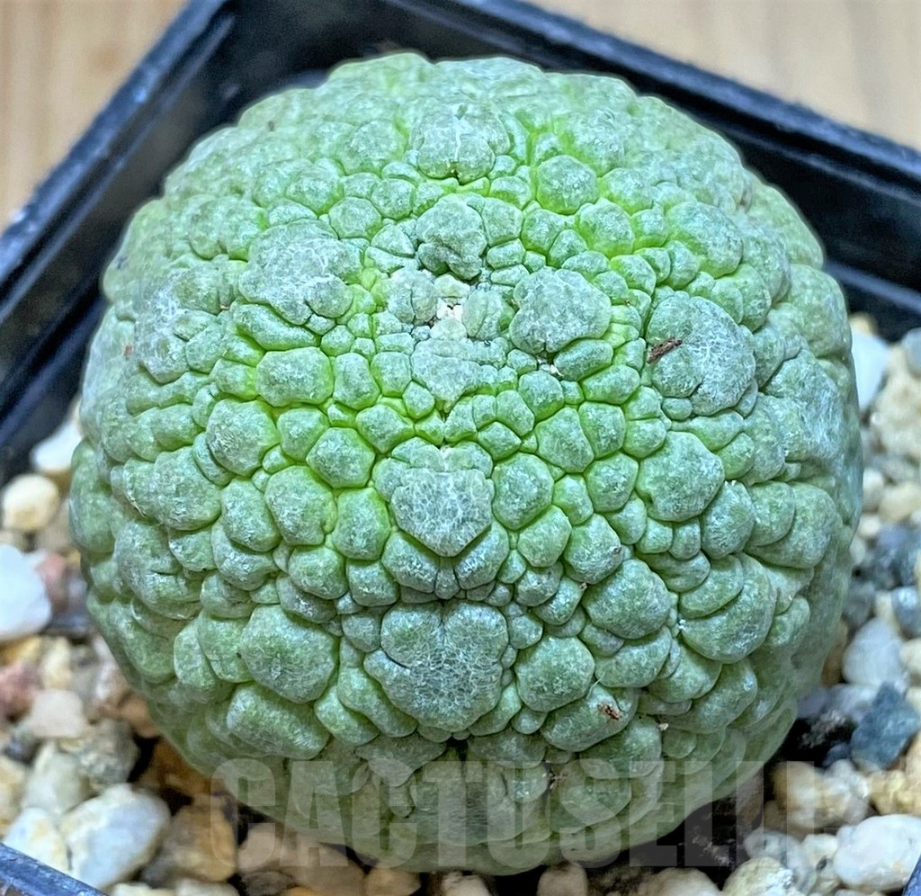 SHPR38607 Pseudolithos migiurtinus