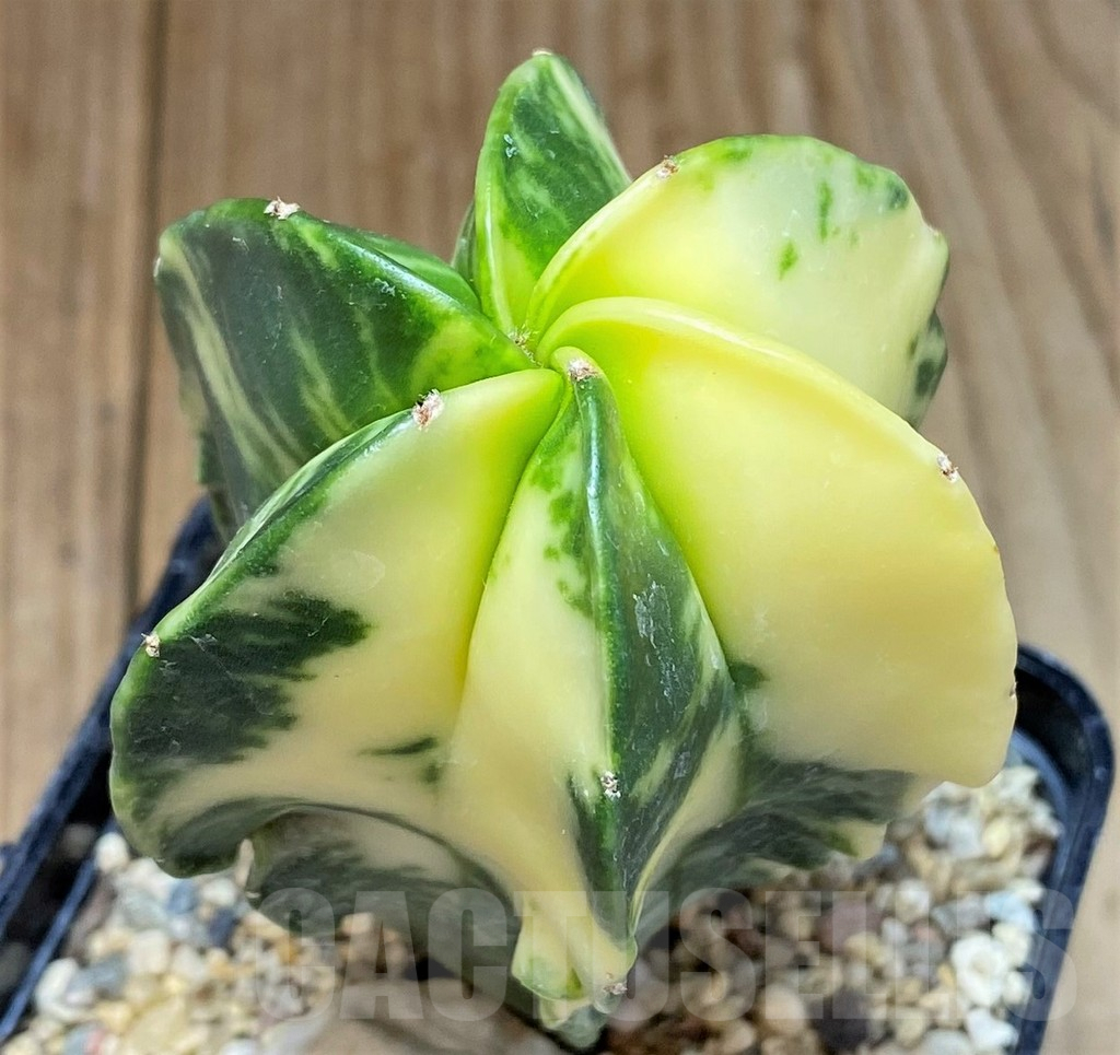 SHPR38608 Astrophytum myriostigma f. variegata