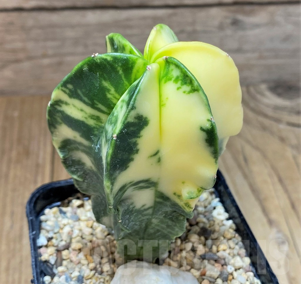 SHPR38608 Astrophytum myriostigma f. variegata - immagine 2