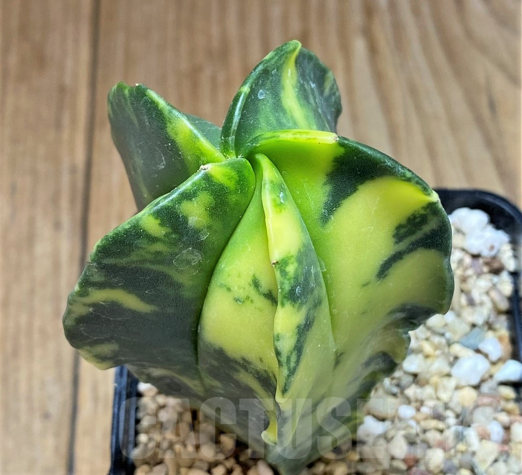 SHPR38609 Astrophytum myriostigma f. variegata