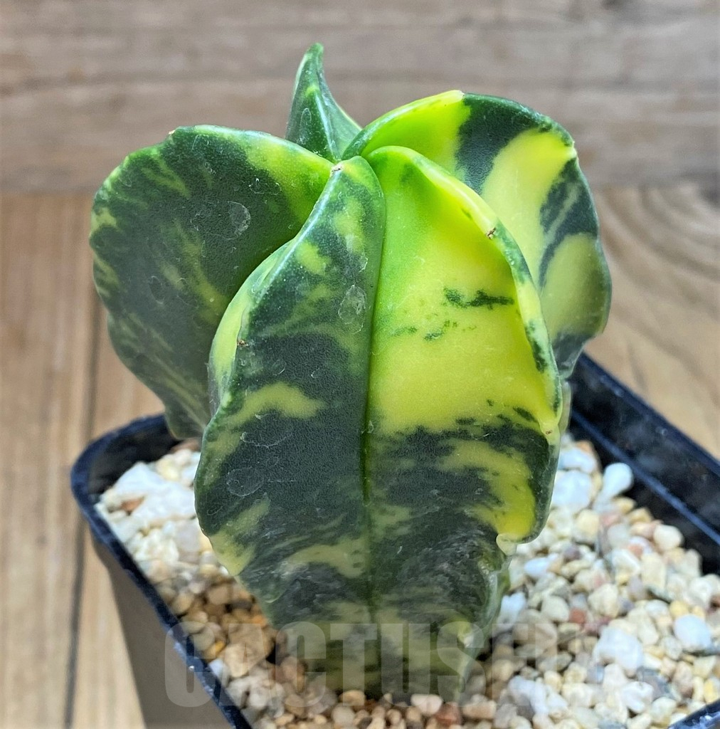 SHPR38609 Astrophytum myriostigma f. variegata - Image 2