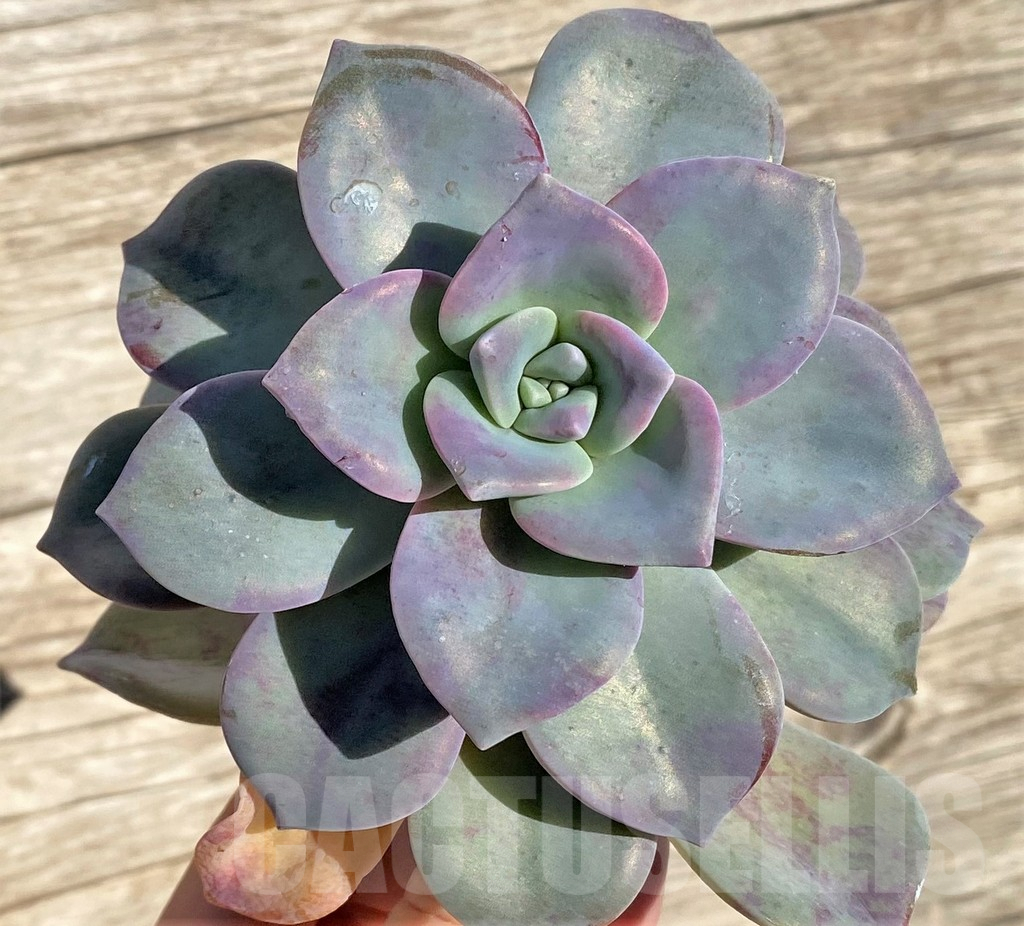SHPR38588 Graptopetalum 'Snow White', cuted
