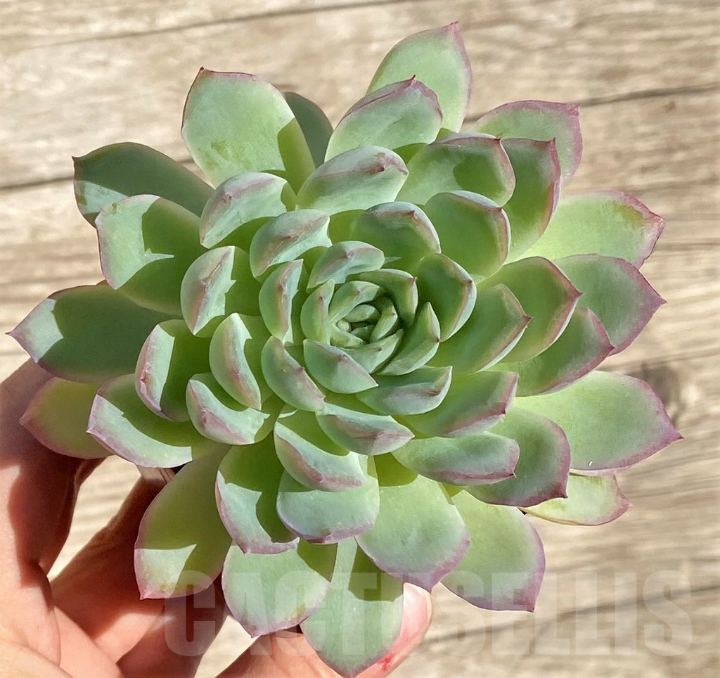 SHPR38555 Echeveria hybrid - Image 2