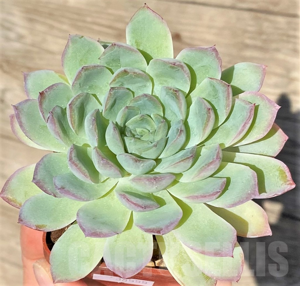 SHPR38555 Echeveria hybrid