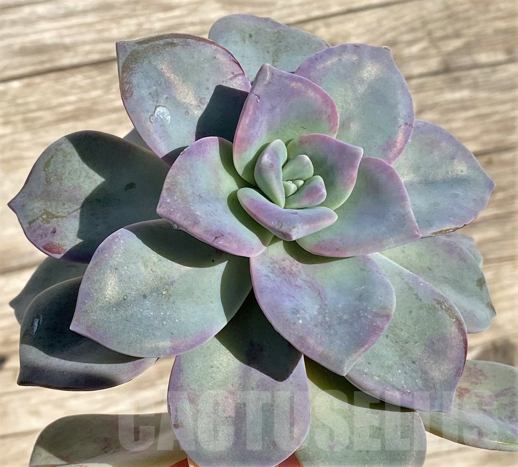 SHPR38588 Graptopetalum 'Snow White', cuted - Image 2