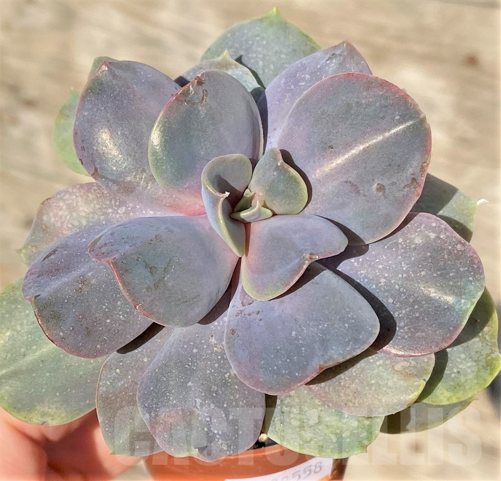 SHPR38558 Echeveria 'Serrana' - Image 2