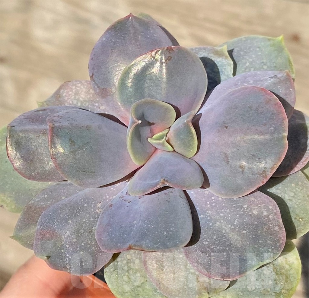 SHPR38558 Echeveria 'Serrana'