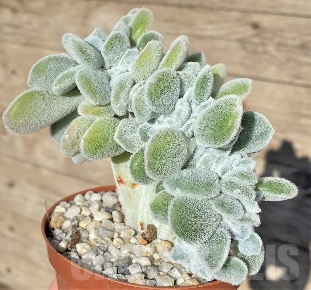 SHPR38560 Echeveria ‘Frosty’ f. cristata