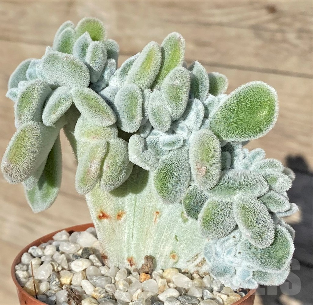 SHPR38560 Echeveria ‘Frosty’ f. cristata - Image 2