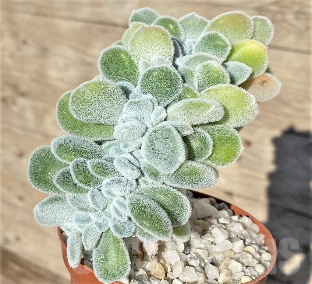 SHPR38560 Echeveria ‘Frosty’ f. cristata - Image 3