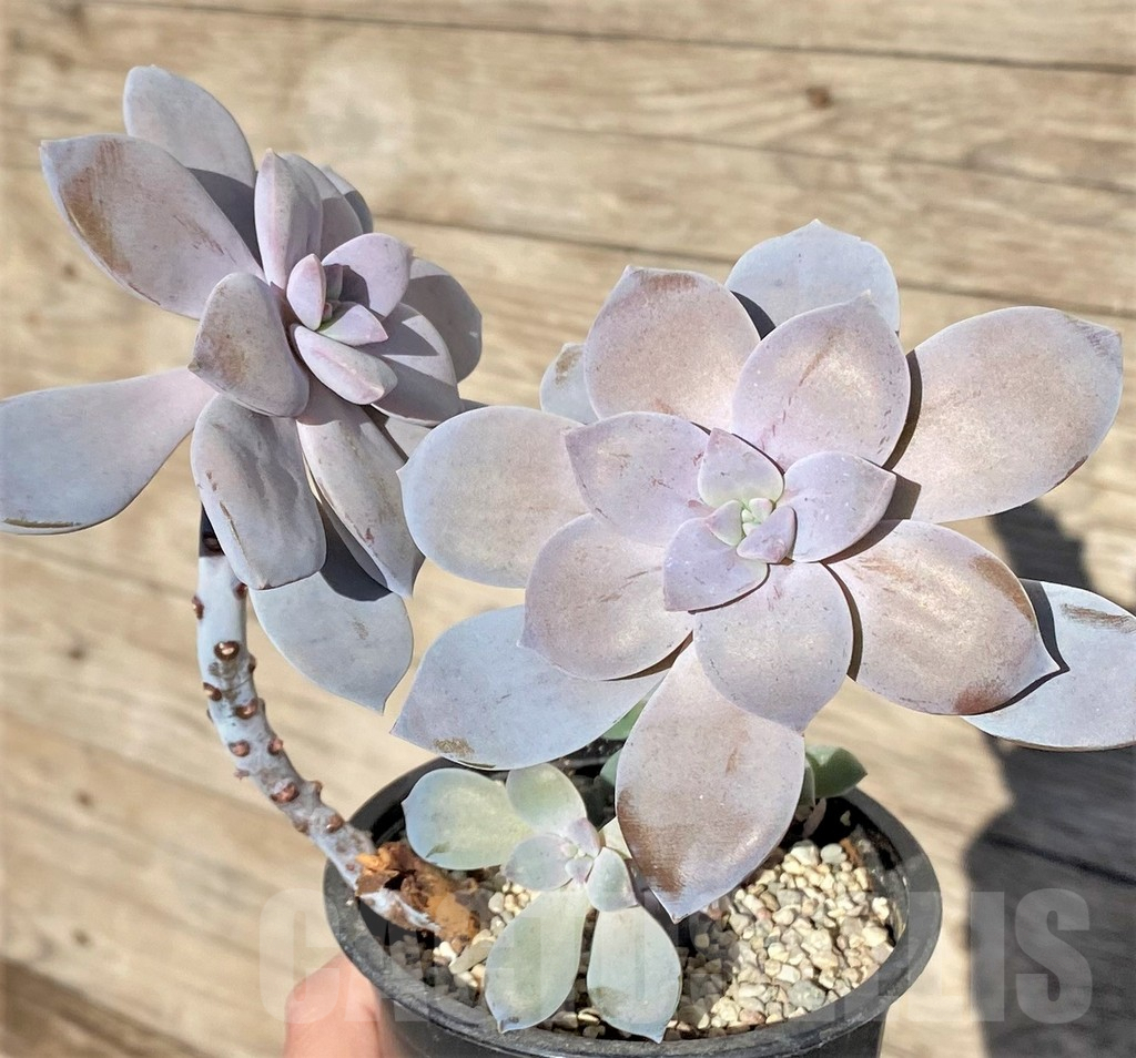 SHPR38562 Graptopetalum ‘Superbum’ - Image 2