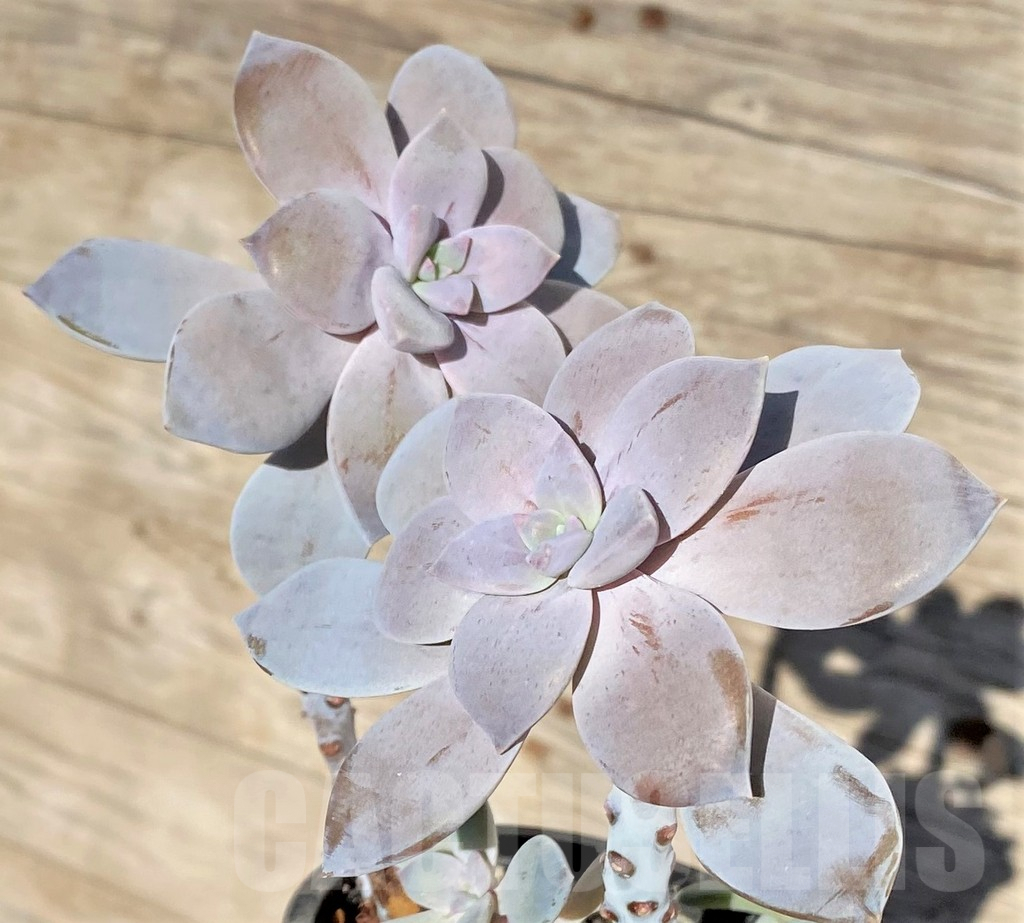 SHPR38562 Graptopetalum ‘Superbum’