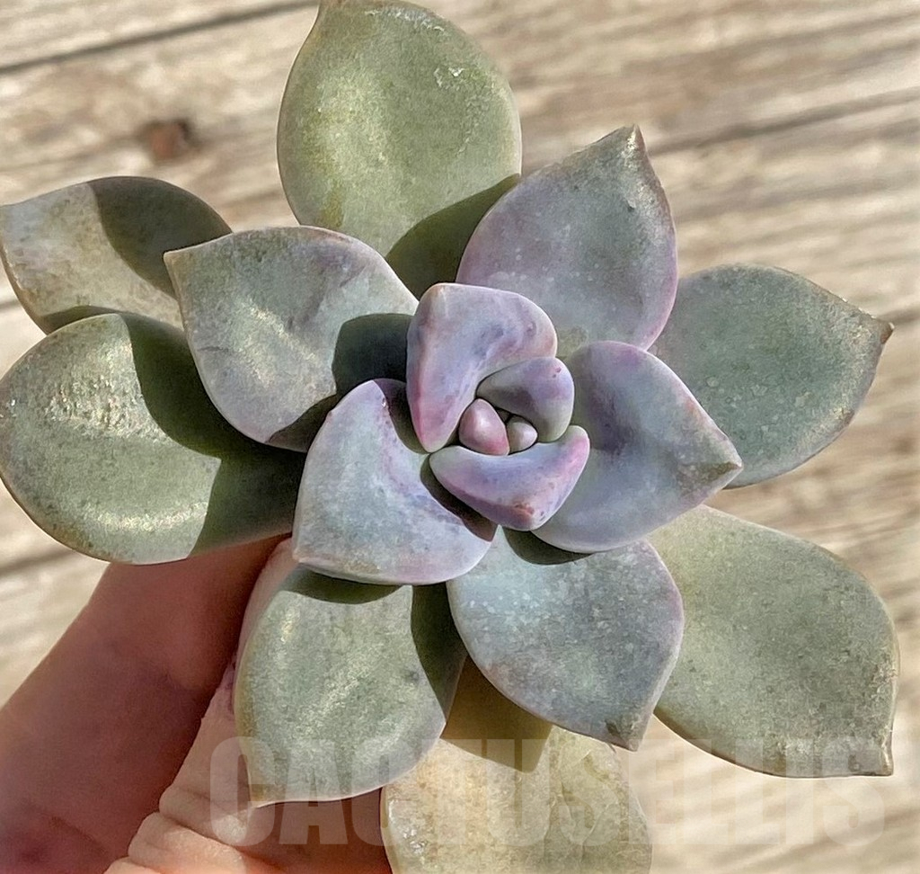 SHPR38589 Graptopetalum 'Snow White', cuted